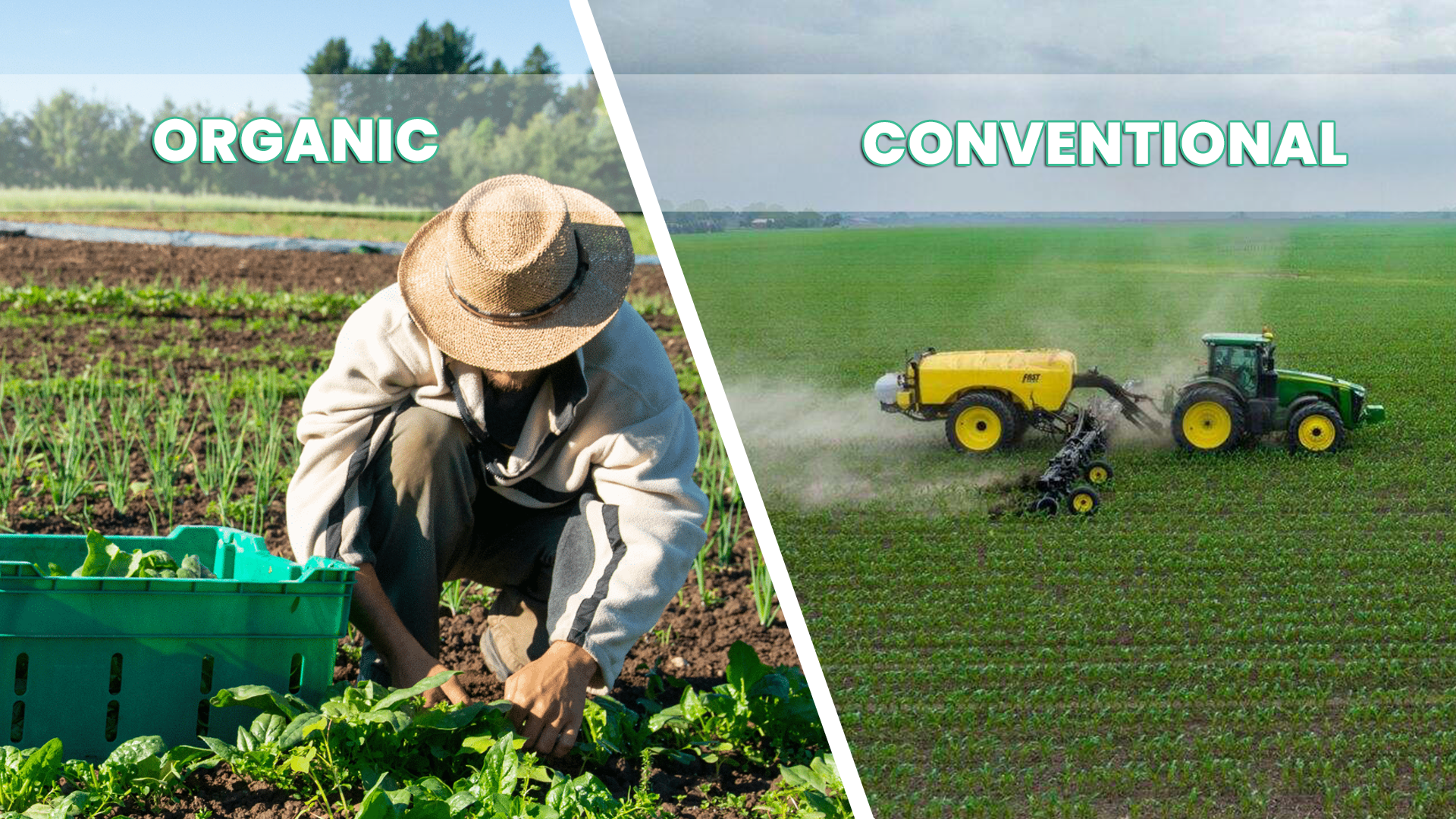Organic vs Conventional Farming – Pros, Cons, and GREFOS’s Role